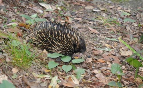 Echidné