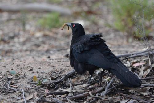 Corbicrave leucoptère qui a attrapé une sorte de mille-pattes