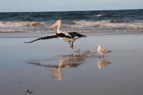 Pélican à lunettes
