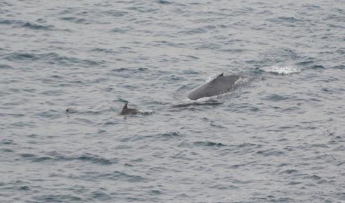 Humpback Whale (Baleine mégaptère) avec deux dauphins (Common Bottlenose)