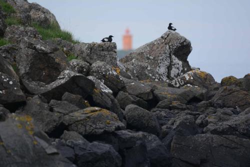 Guillemots à miroir