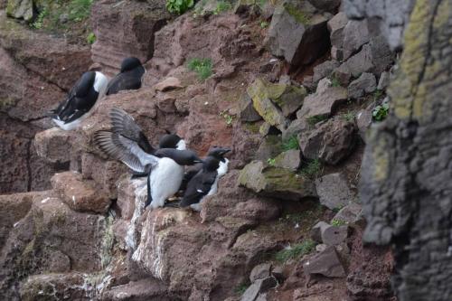 Guillemots de Brunnich