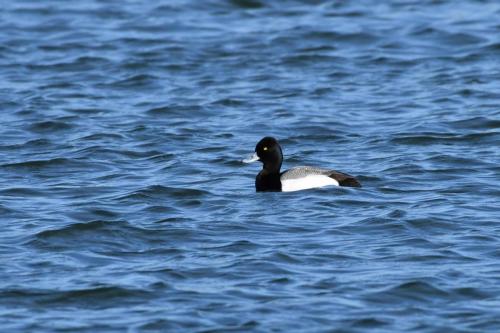 Fuligule à tête noire