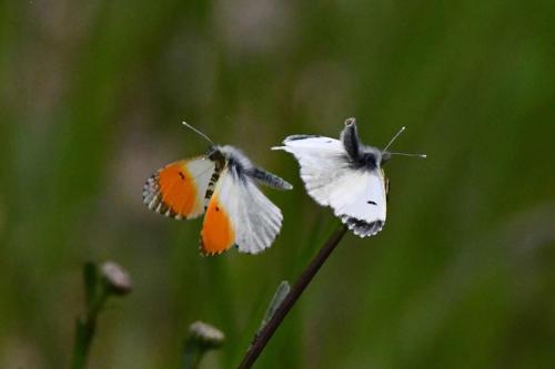 L'Aurore (Anthocharis cardamines)