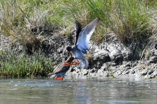 Bataille de Chevaliers gambettes