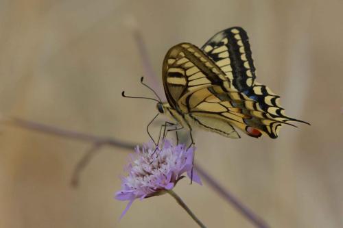 Machaon (Papilio machaon)