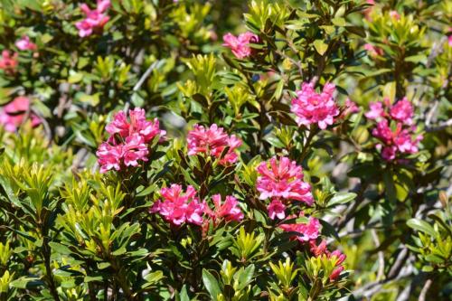 Rhododendron