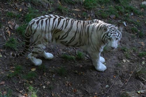 Tigre blanc