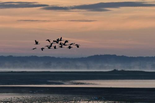 Départ des grues cendrées vers les champs