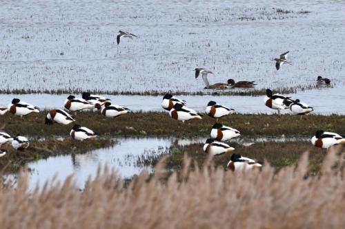 Tadornes de Belon, chevaliers gambettes