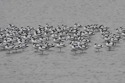 Avocettes élégantes