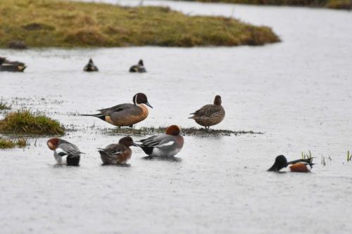 Canard souchet, canards siffleurs et canards pilets