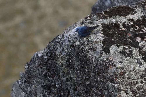 Monticole bleu à Salto del Gitano