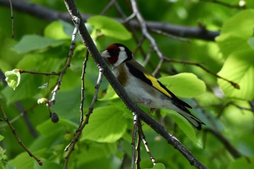 Chardonneret élégant