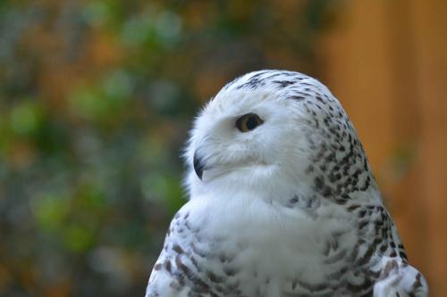 Chouette harfang