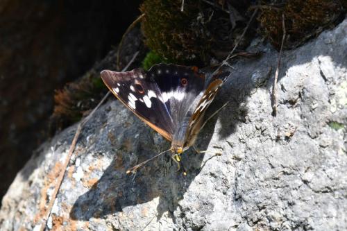 Grand Mars changeant