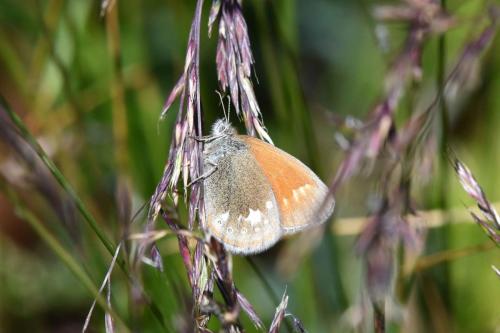 Fadet de la mélique