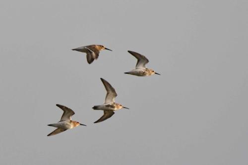 Bécasseaux variables