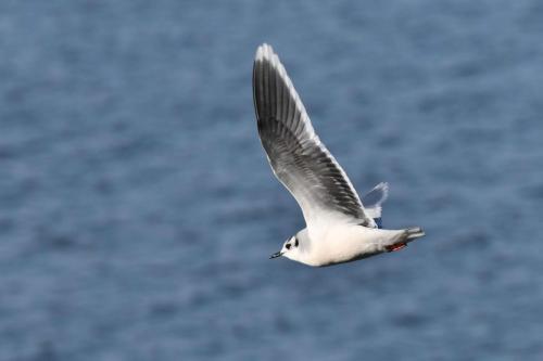 Mouette pygmée (adulte)
