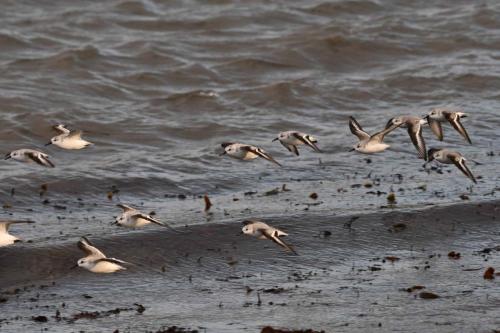 Bécasseaux sanderlings