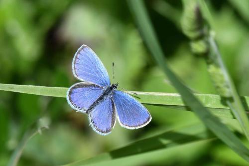 Azuré du trèfle (mâle)
