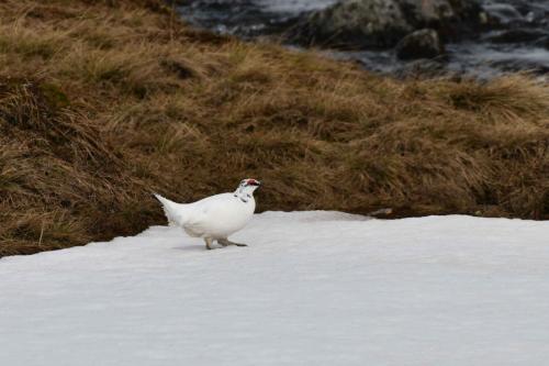Lagopède alpin, mâle