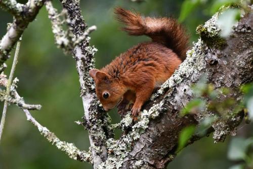 Ecureuil roux
