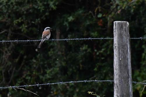 Pie-grièche écorcheur