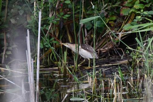 Blongios nain (femelle)