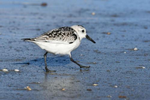 Bécasseau sanderling