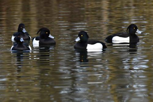 Fuligules morillons