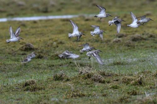 Bécasseaux variables