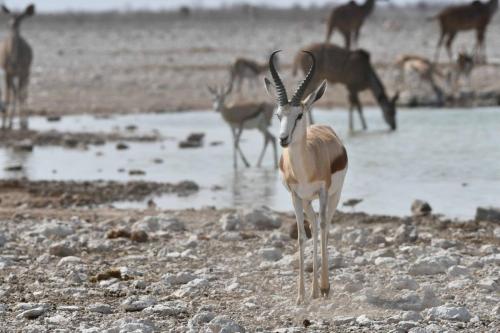 Springbok du Kalahari