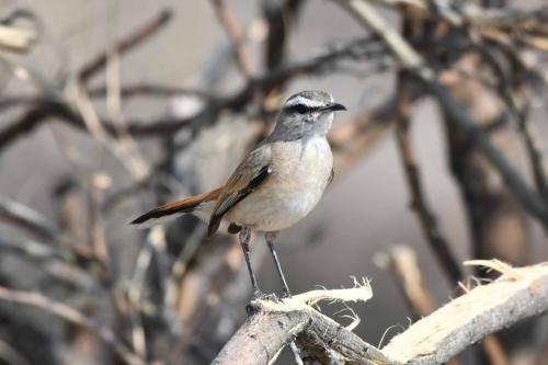 Agrobate du Kalahari