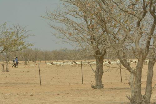 Sur la C39 entre Khorixas et  Petrified forest