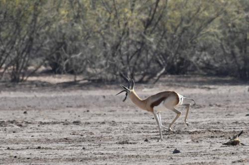 Springbok du Kalahari