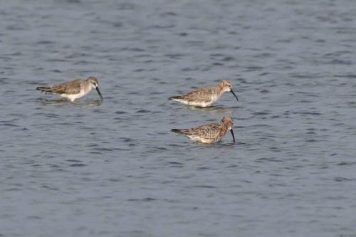 Bécasseaux cocorlis