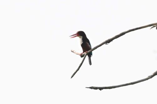 Martin-chasseur de Smyrne