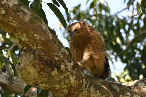 Grand-duc malais (jeune)