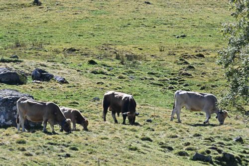 Taureau et vaches Aubrac