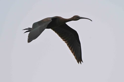 Ibis falcinelle