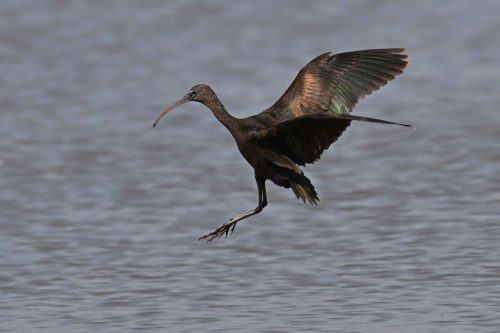 Ibis falcinelle