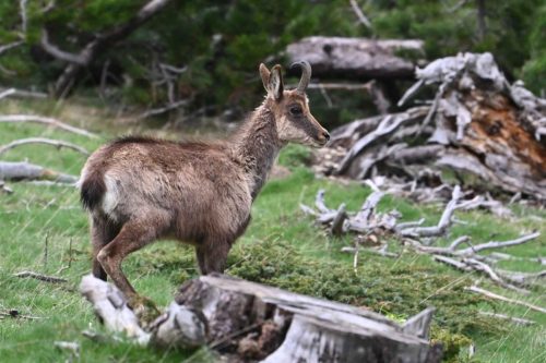 Isard