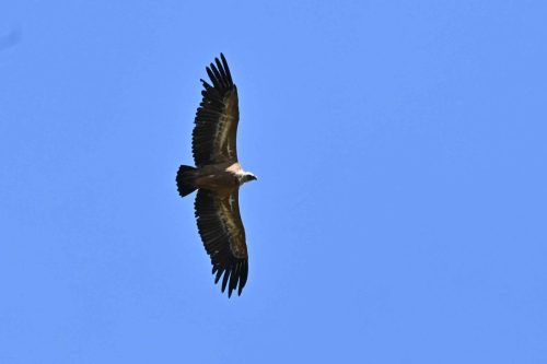 Vautour fauve