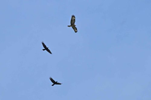 Buse variable et corneilles noires