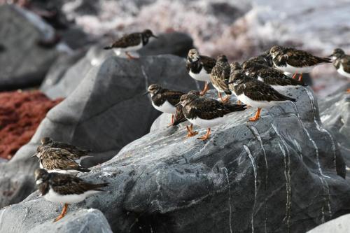 Tournepierres à collier