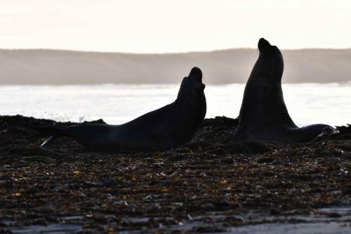 Eléphants de mer