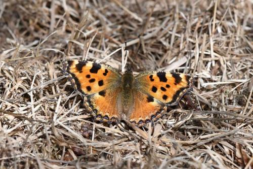 Grande Tortue (Nymphalis polychloros)