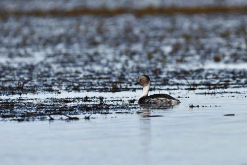 Grèbe aux belles joues