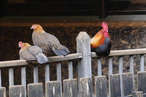 Coq et Poules
